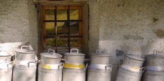 Dairy sector can add 3 million jobs in the countryside Dairy