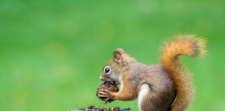 Story Wars & Squirrel Learning merger Squirrel Learning Photo by Caleb Martin on Unsplash