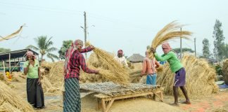 Grains of Hope Grains of Hope