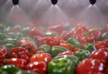 Innovation and tech for scaling the vibrant Indian food industry food